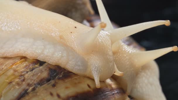 Vídeo Tiro de caracóis Achatina no fundo escuro — Vídeo de Stock