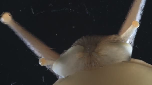 黒の背景にアチャチーナカタツムリの頭のマクロビデオ — ストック動画