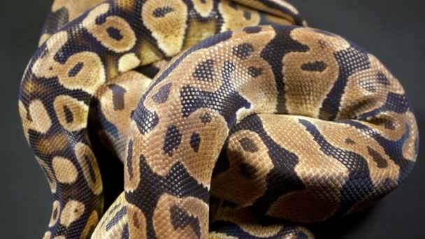 Video van koninklijke bal python op zwarte textuur — Stockvideo