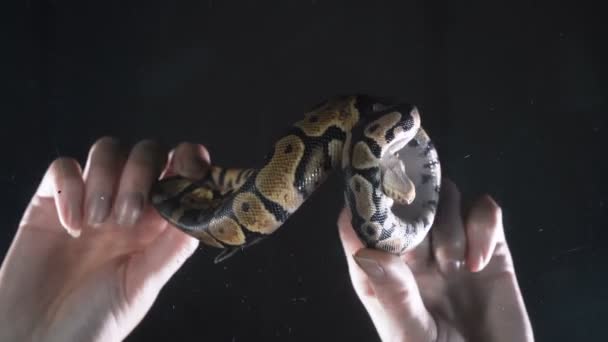 Palla reale Phyton, macchina fotografica precipitato giù con le mani — Video Stock