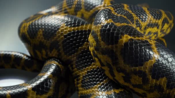 Close-up de vídeo de respiração amarelo boa anaconda — Vídeo de Stock