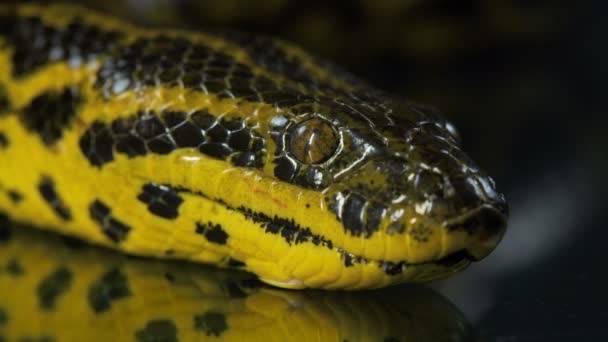 Close-up schieten van gele anaconda met hoofd — Stockvideo