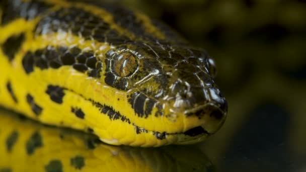 Closeup vídeo de amarelo anacondas cabeça — Vídeo de Stock