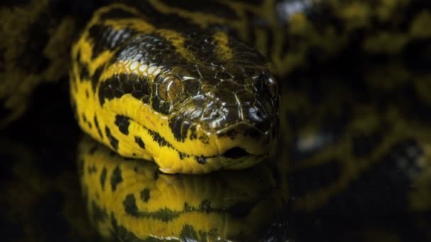 Gros plan vidéo de jaune anaconda regardant la caméra — Video