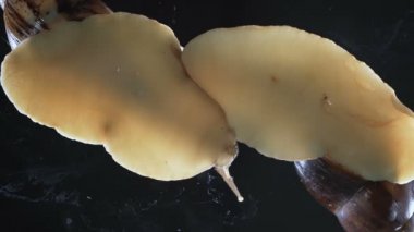 Siyah arka planda iki Achatina salyangozunun videosunu kapat