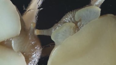 Achatina Macro 'su siyah salyangoz