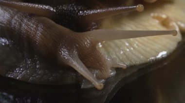 Camdaki salyangozların yakın çekimi