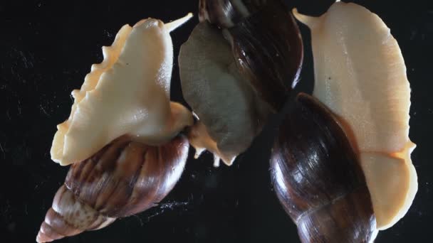 Nahaufnahme von drei Achatina-Schnecken auf schwarzem Hintergrund — Stockvideo