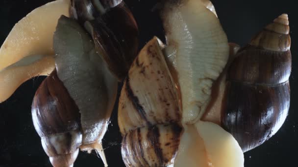 Zbliżenie czterech ślimaków Achatina na czarnym tle — Wideo stockowe