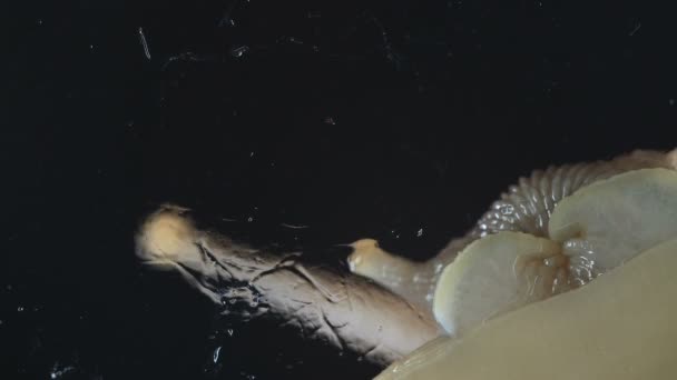 黑色背景蜗牛的宏观影像 — 图库视频影像