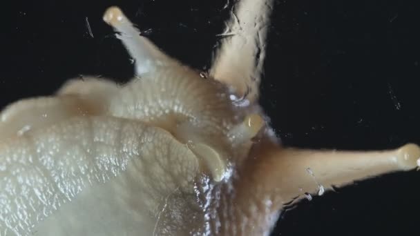 Macro Vidéo de Achatina escargots sur noir — Video