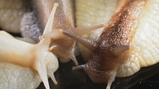 Close-up schieten van Achatina slakken op zwart — Stockvideo