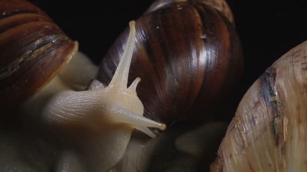 Tiro de close-up de caracóis no fundo preto — Vídeo de Stock