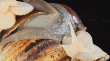 Karanlıkta Achatina salyangozlarını vurmak