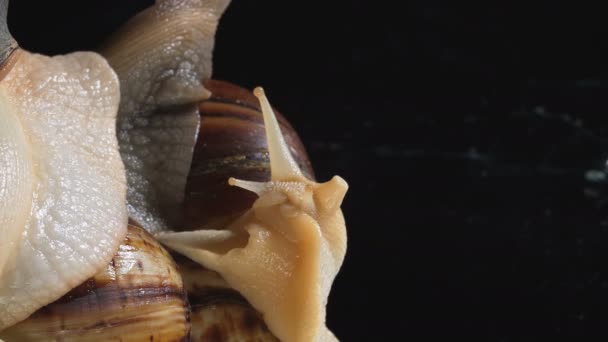 Close up Tiro de caracóis Achatina no escuro — Vídeo de Stock