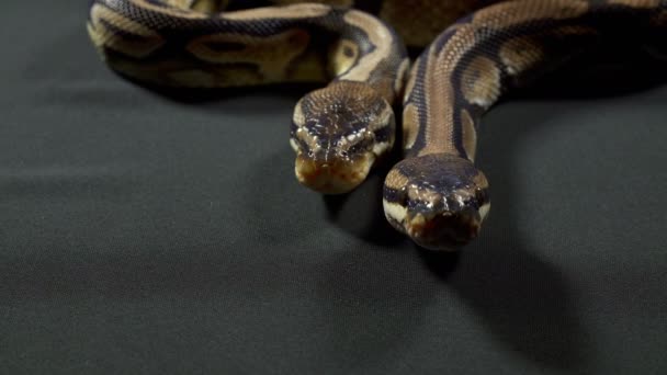 Video av boll kungliga python på mörk konsistens — Stockvideo