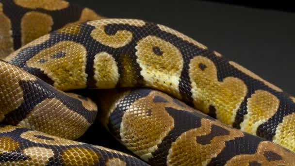 Vídeo de bola python no escuro — Vídeo de Stock