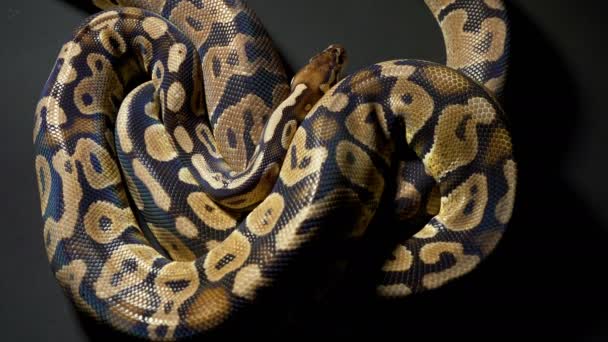 Footage of ball royal python on dark background — Stock Video