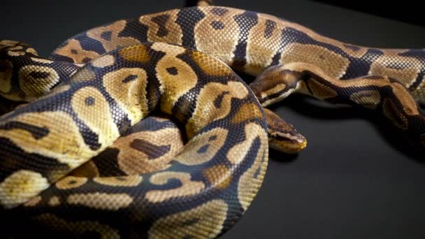 Bilder av boll kungliga python på mörkt material — Stockvideo