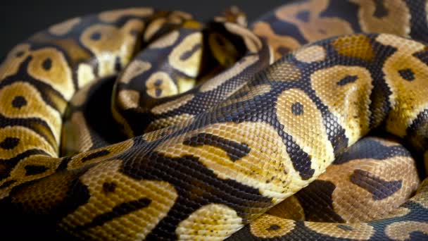 Footage of ball python on dark background — Stock Video