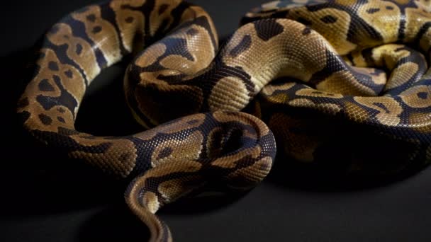 Filmagem de bola python em preto — Vídeo de Stock