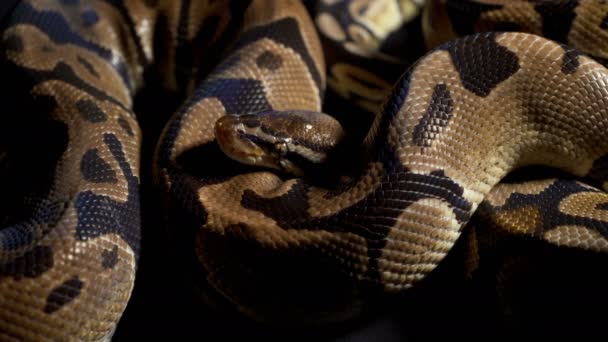 Filmagem de python bola na textura preta — Vídeo de Stock
