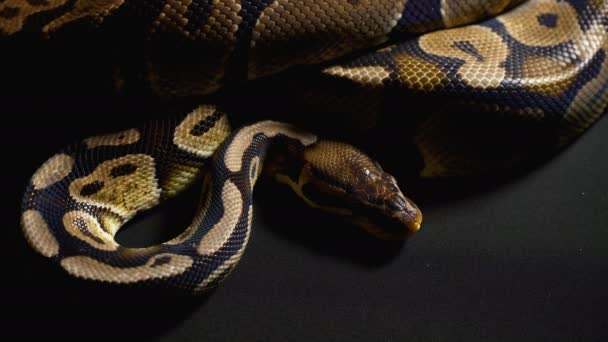 黑色背景下的皇家蟒蛇的形象 — 图库视频影像
