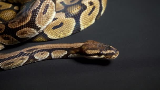 皇家蟒蛇在黑色纹理上的形象 — 图库视频影像