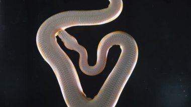 Görüntü albino phyton, kamera aşağı koştu