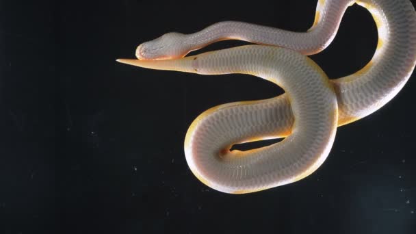 Footage of albino royal phyton, camera rushed down — Stock Video