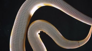 Albino Royal phyton 'ın görüntüsü