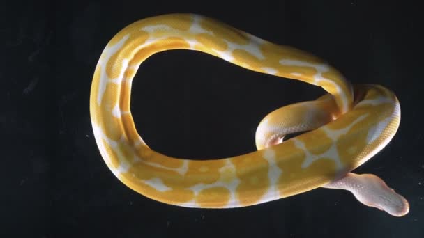 Aufnahmen von Albinokugel Royal Phyton auf schwarzem Glas — Stockvideo