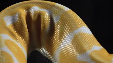 Albino phyton derisinin görüntüsü