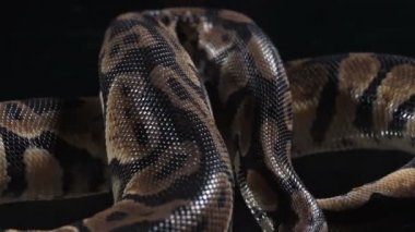 Küçük phyton derisinin videosu