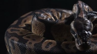 Küçük topun videosu. Kraliyet fiton derisi ve kafası.