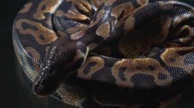 Küçük kraliyet fildişi derisi ve kafasının videosu