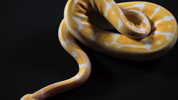 Video of albino royal phyton on dark texture — Stock Video