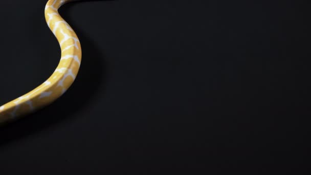 Албинский шар-питон ползает слева направо — стоковое видео