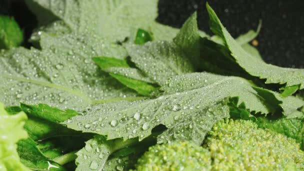 Vídeo de folhas de hortelã verde com gotas de água — Vídeo de Stock