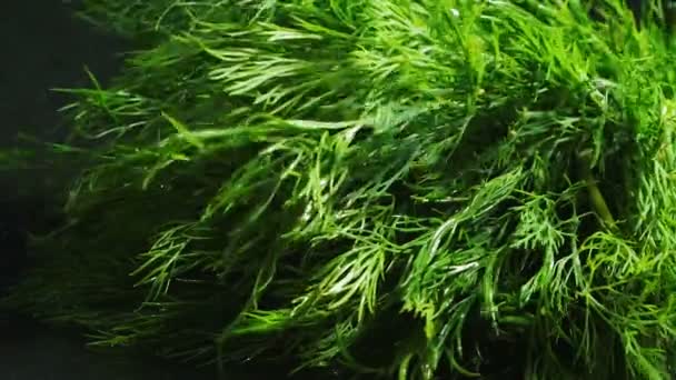 下降的绿色饮食一丛丛的dill视频 — 图库视频影像