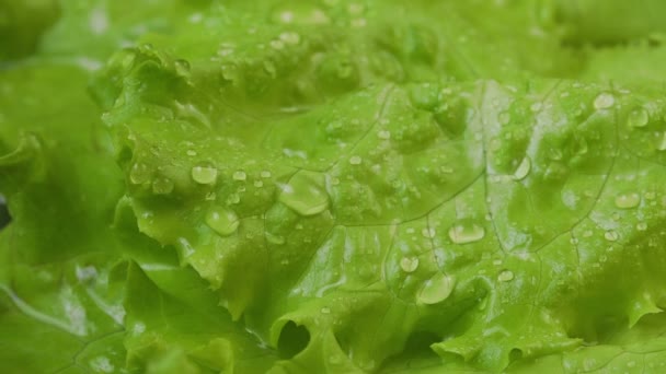 Nasser grüner Salat mit Wassertropfen — Stockvideo