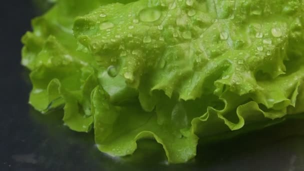 Video von nassem grünen Salat mit Wassertropfen — Stockvideo