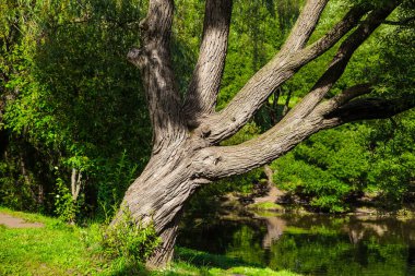 Güneşli bir günde göletin yanındaki yaşlı ağaç