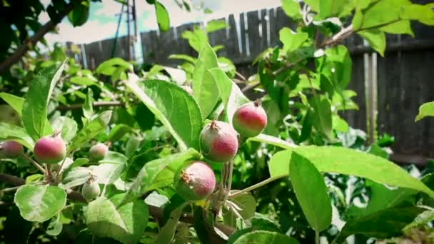 Незрілі зелені яблука в саду — стокове відео