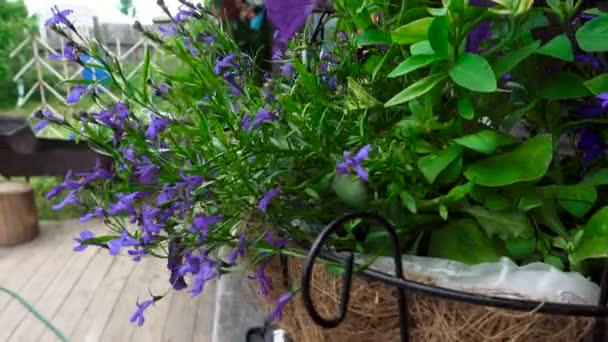 Καφέ γλάστρα με βιολετί λουλούδια — Αρχείο Βίντεο