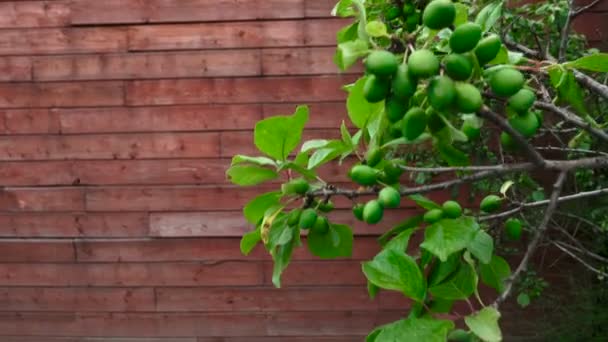 Unripen ameixas verdes no pomar — Vídeo de Stock