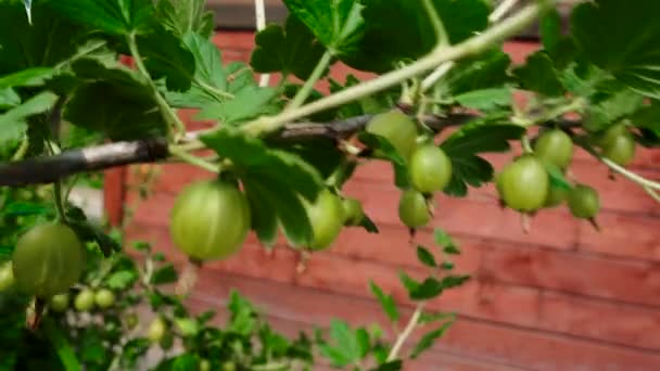 Sparatoria di uva spina verde immatura nel frutteto — Video Stock