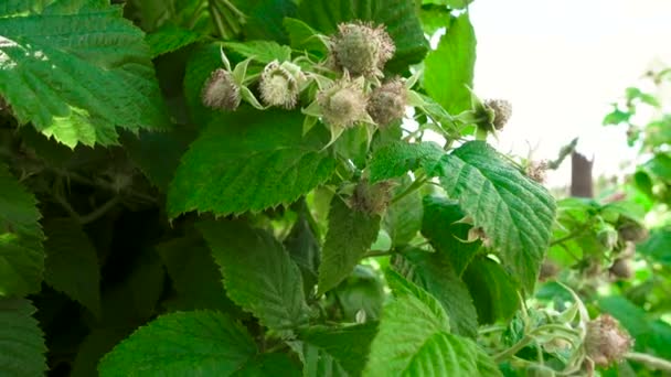 果园里未成熟的绿色树莓 — 图库视频影像