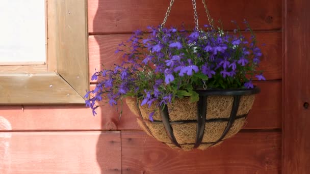 Austreiben von hängenden Blumentöpfen mit violetten Blüten — Stockvideo