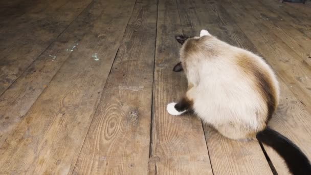 Siamés gato lamiéndose en madera piso — Vídeos de Stock